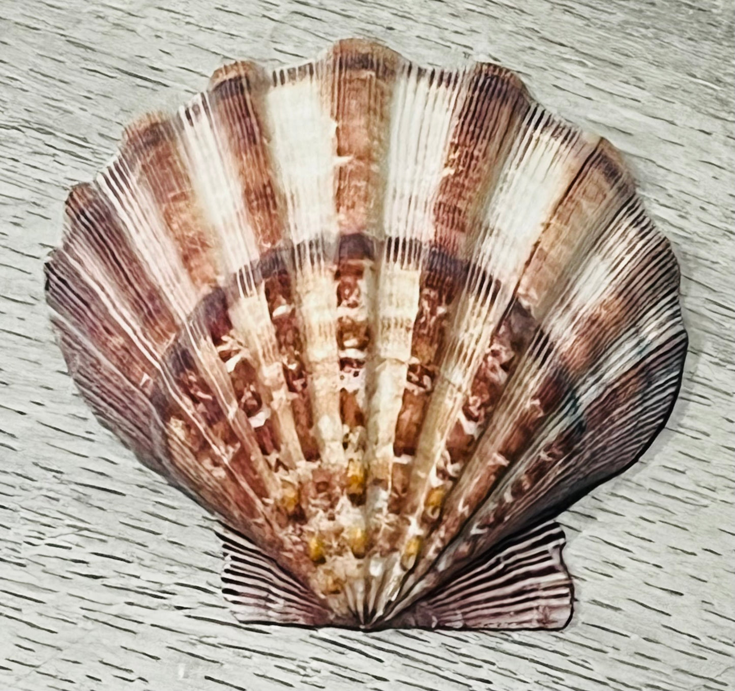 Shark Shell Art